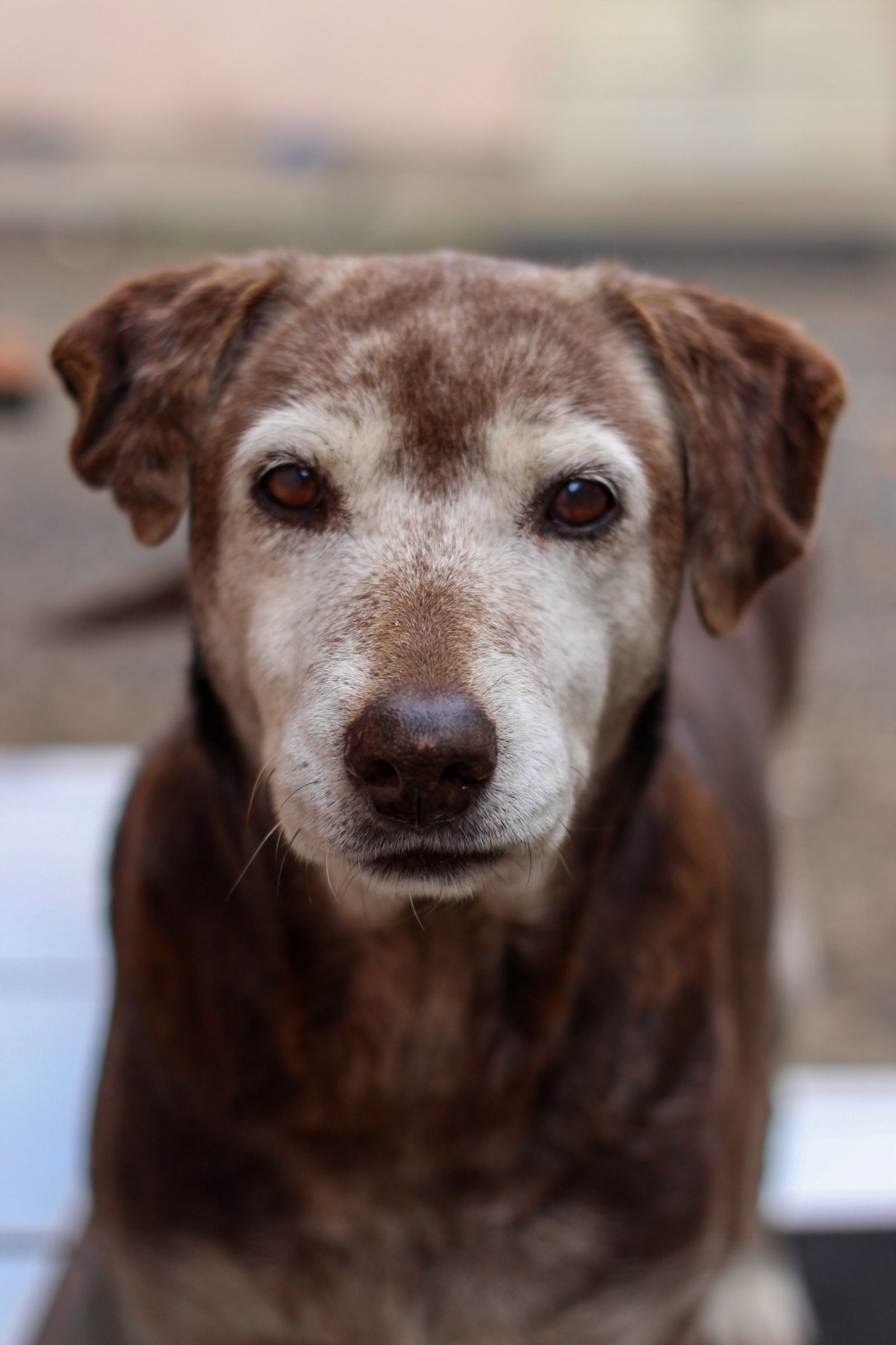 Närbild på en äldre labrador retriever med lugn blick