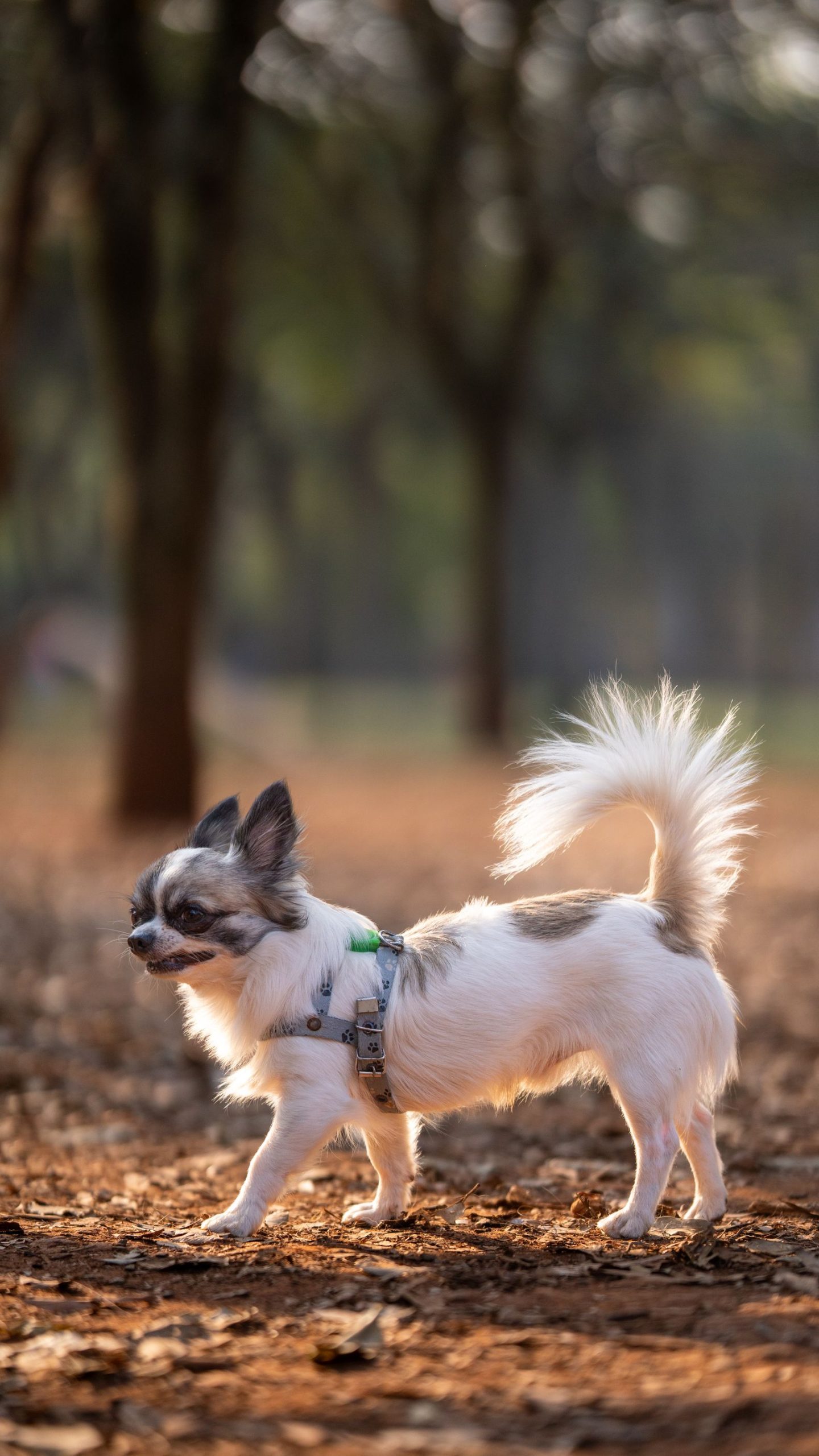 Chihuahuavalp i koppel utforskar en solig park