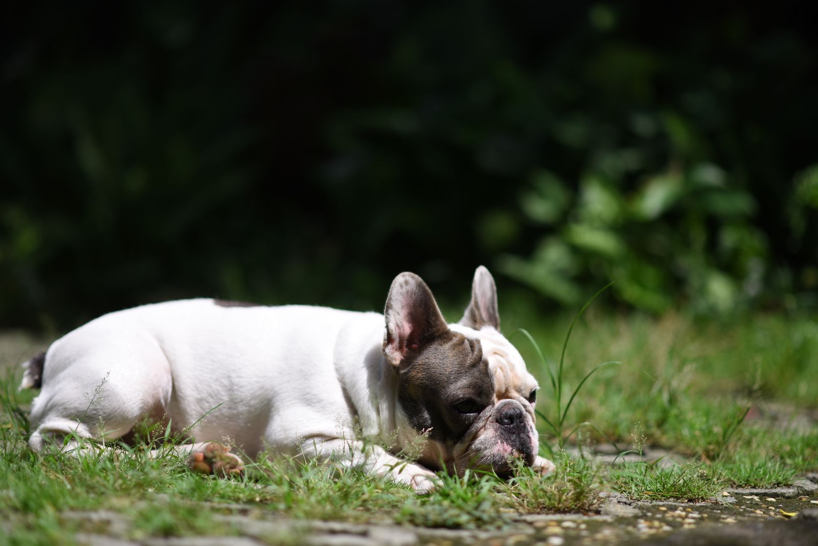 Fransk bulldogg ligger bekvämt i en solig trädgård