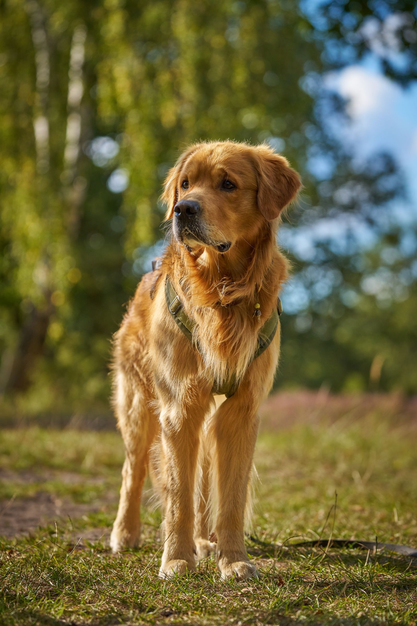 Golden retriever står uppmärksam i en solig skogsglänta