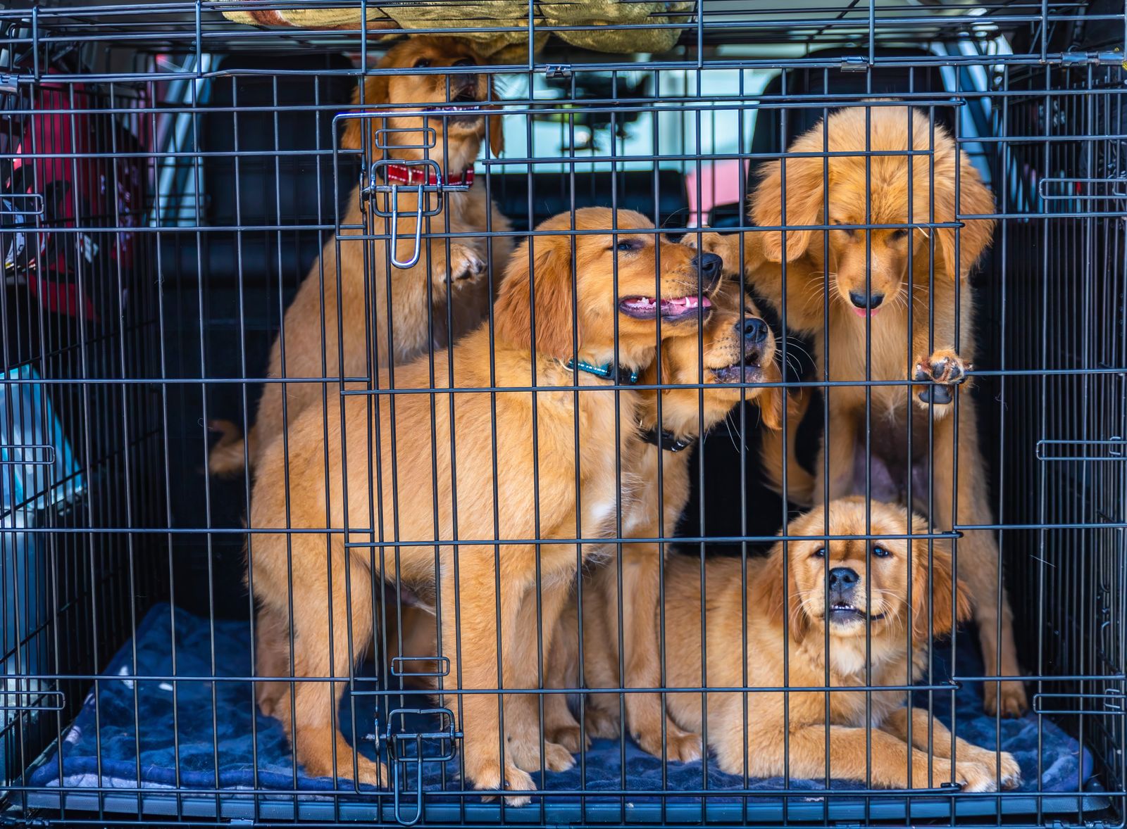 Golden retriever-valpar i en metallbur i bilens bagageutrymme