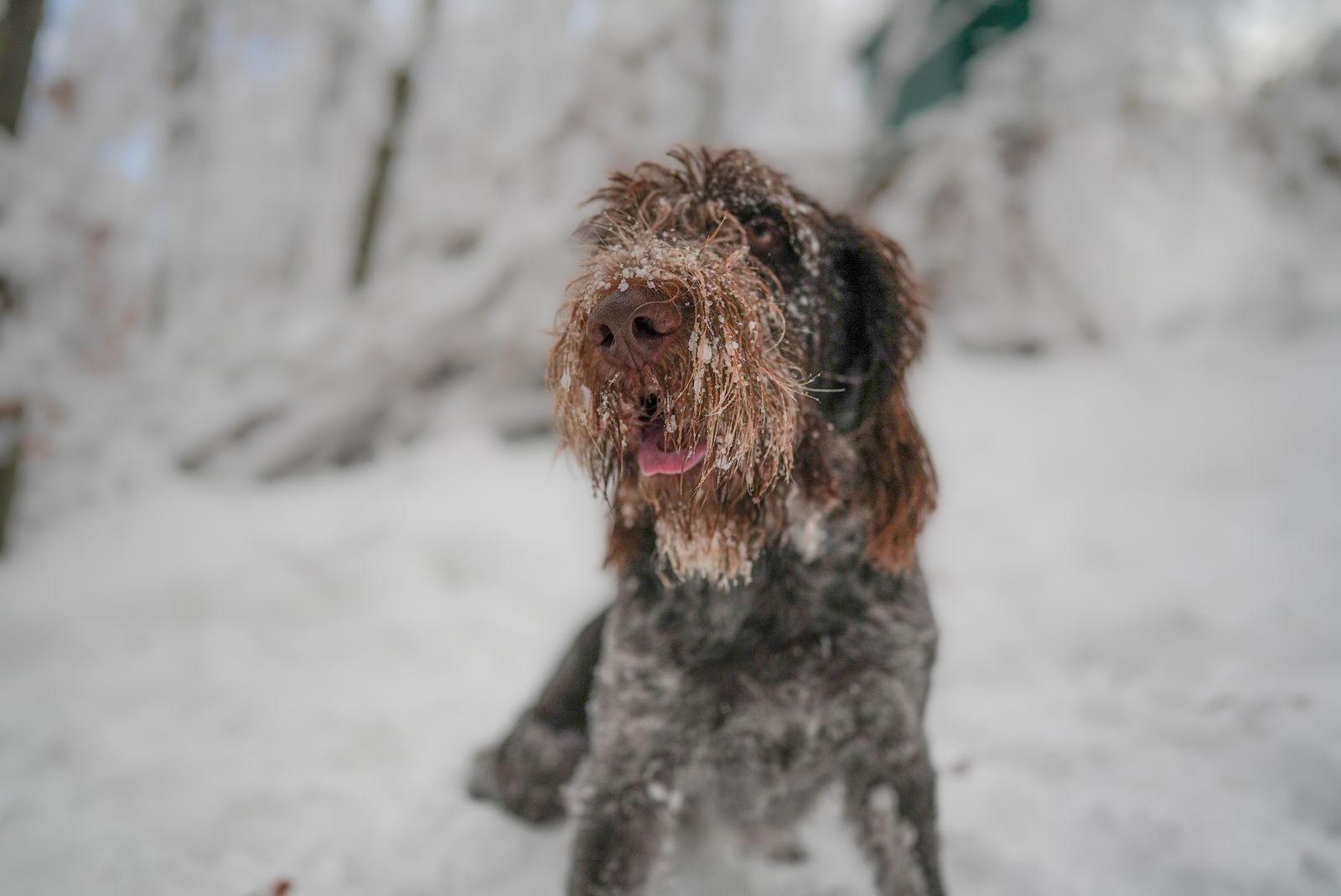 Hund med snö i ansiktet i en vinterskog