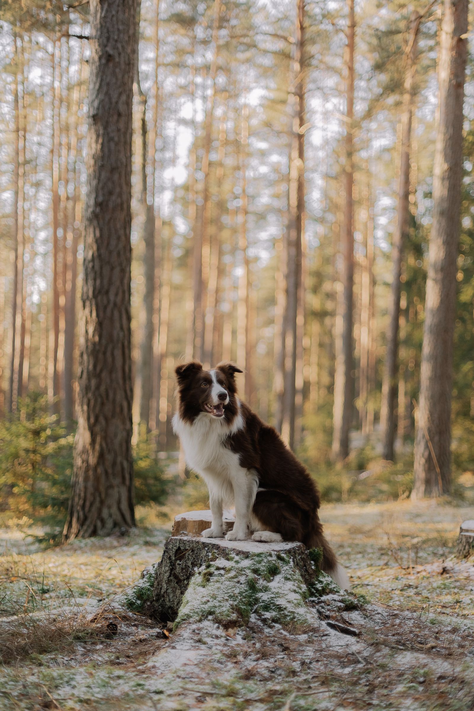 Border collie står på en mossig stubbe i en svensk skog