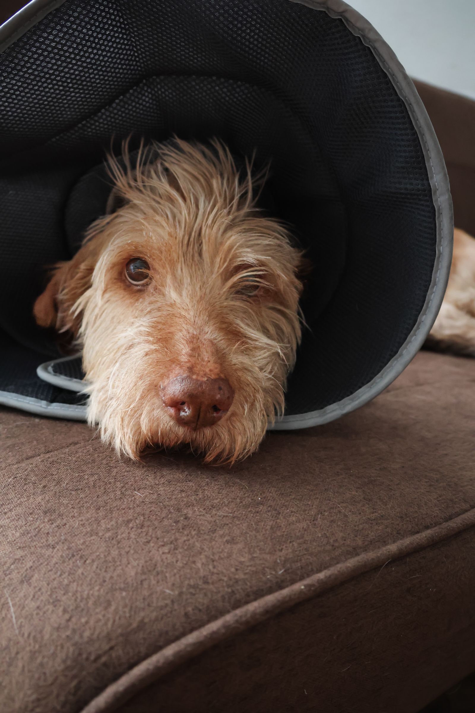 Hund med skyddskrage vilar i soffan efter en operation