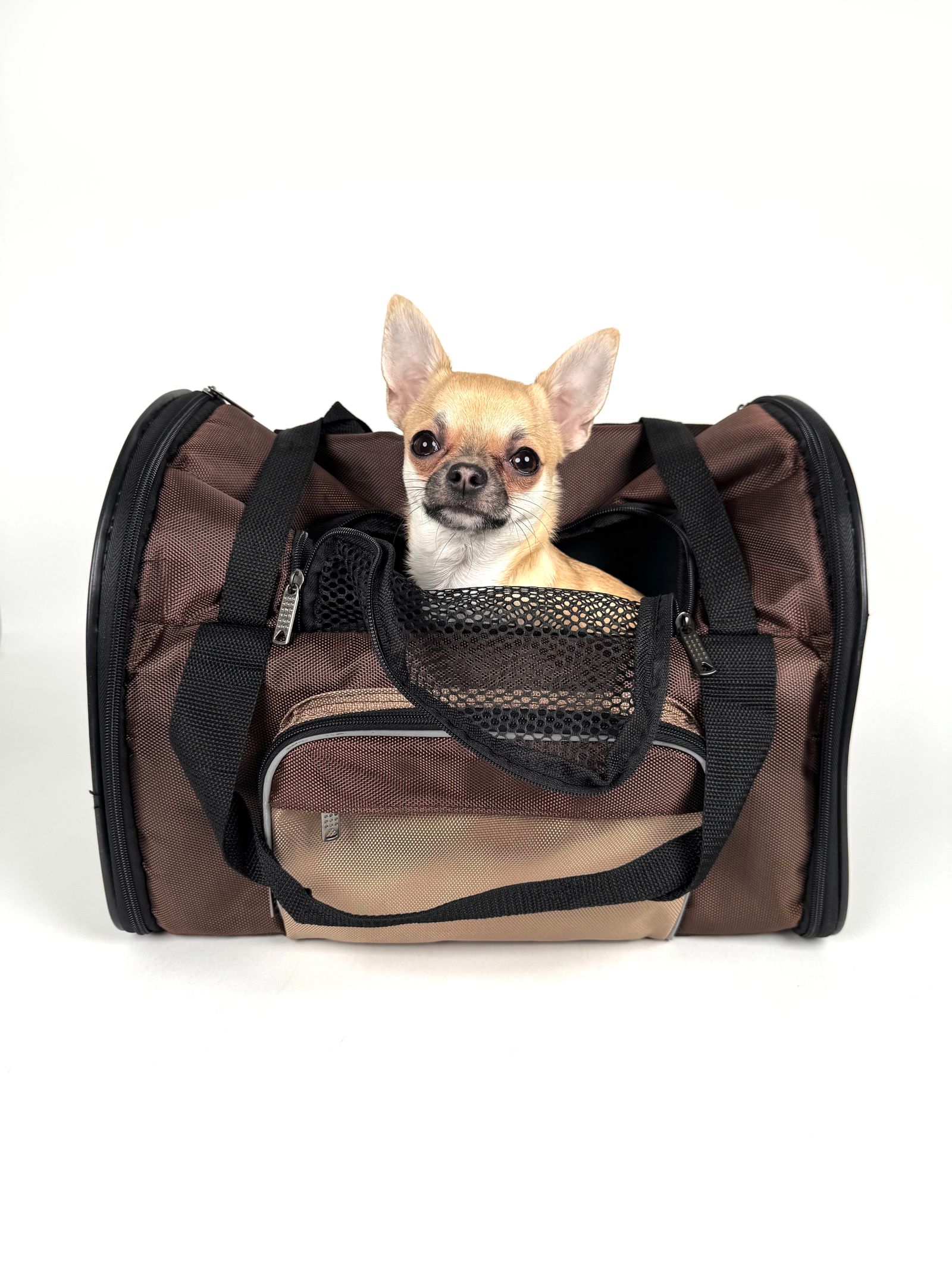 Chihuahua sitter i en transportbur mot vit bakgrund
