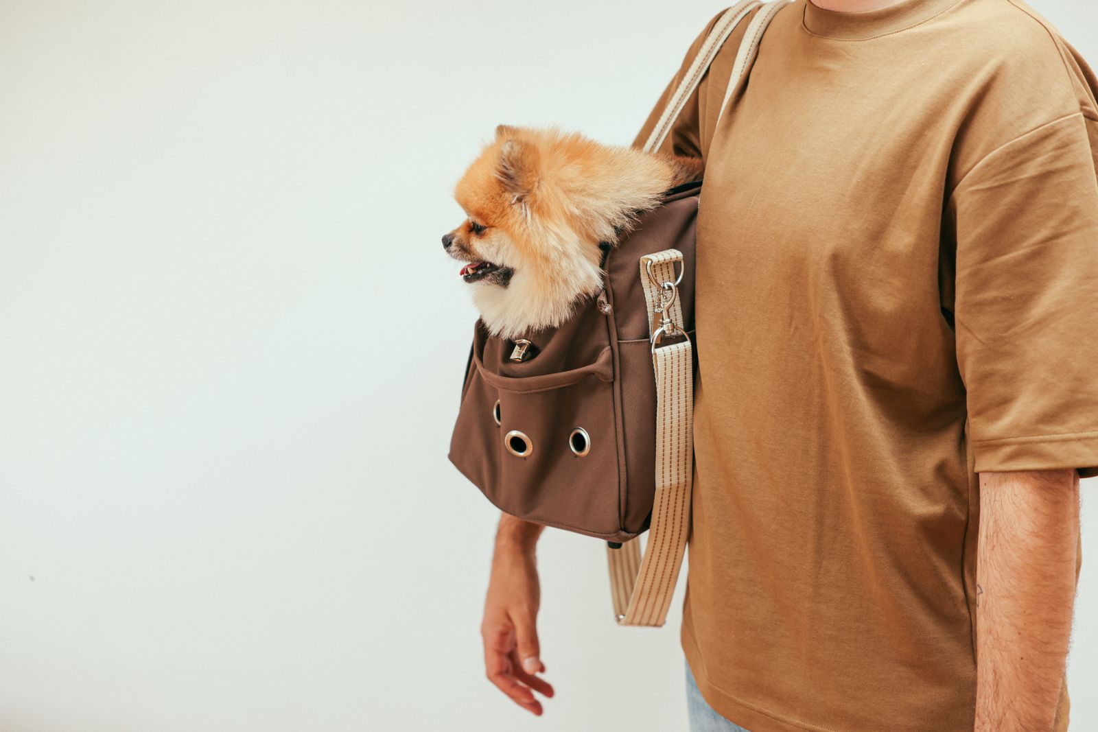 Pomeranian sitter i en mjuk brun transportväska som bärs av en man