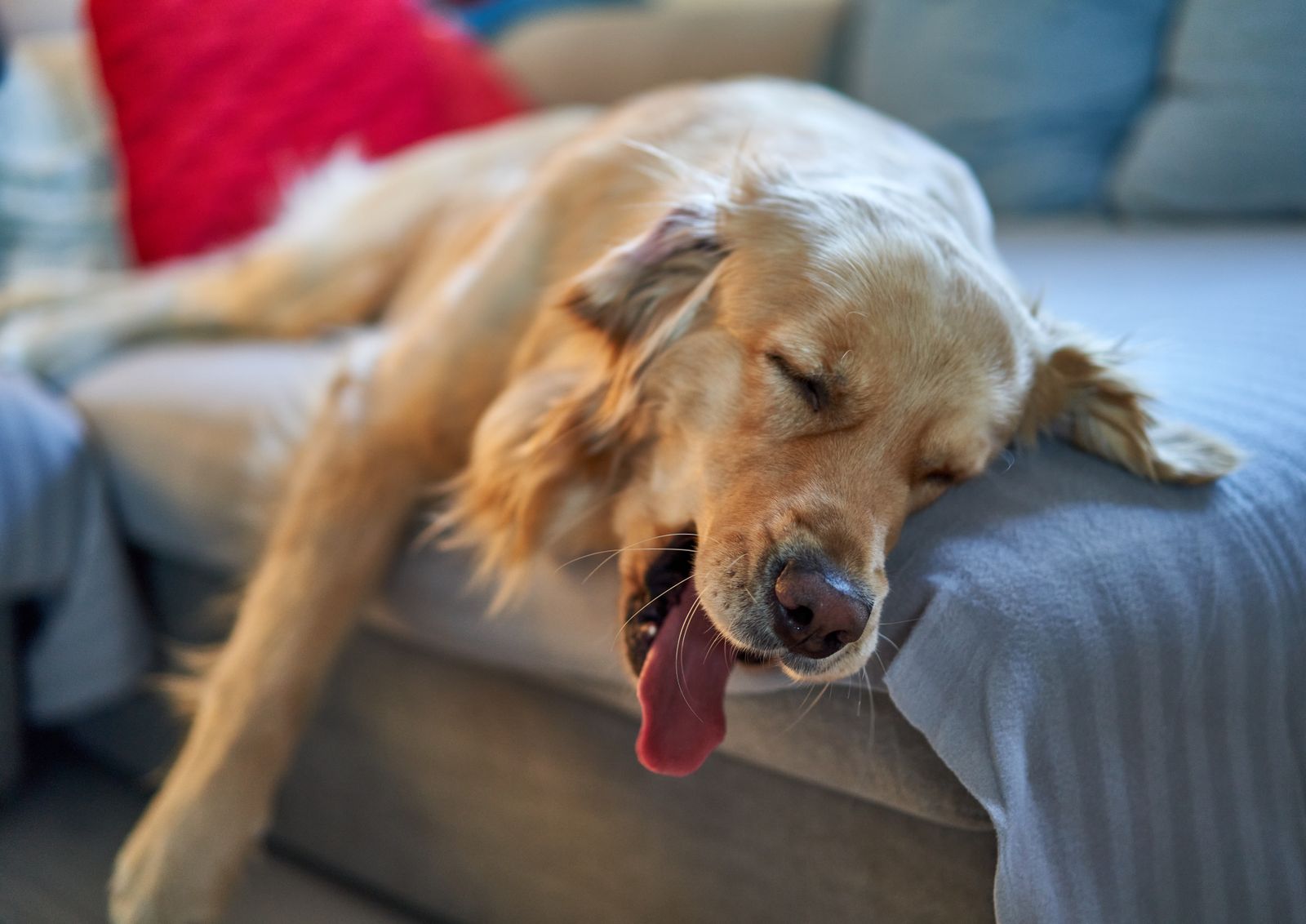 Golden retriever sover i en mysig soffa