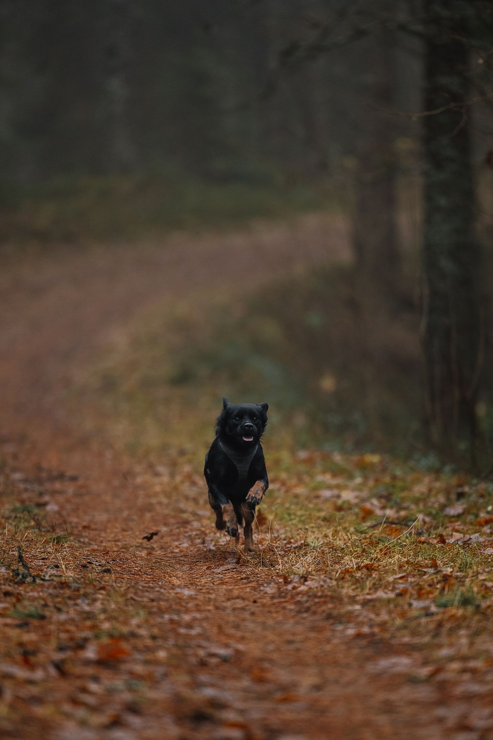 Svart hund springer glatt på en skogsstig täckt av höstlöv