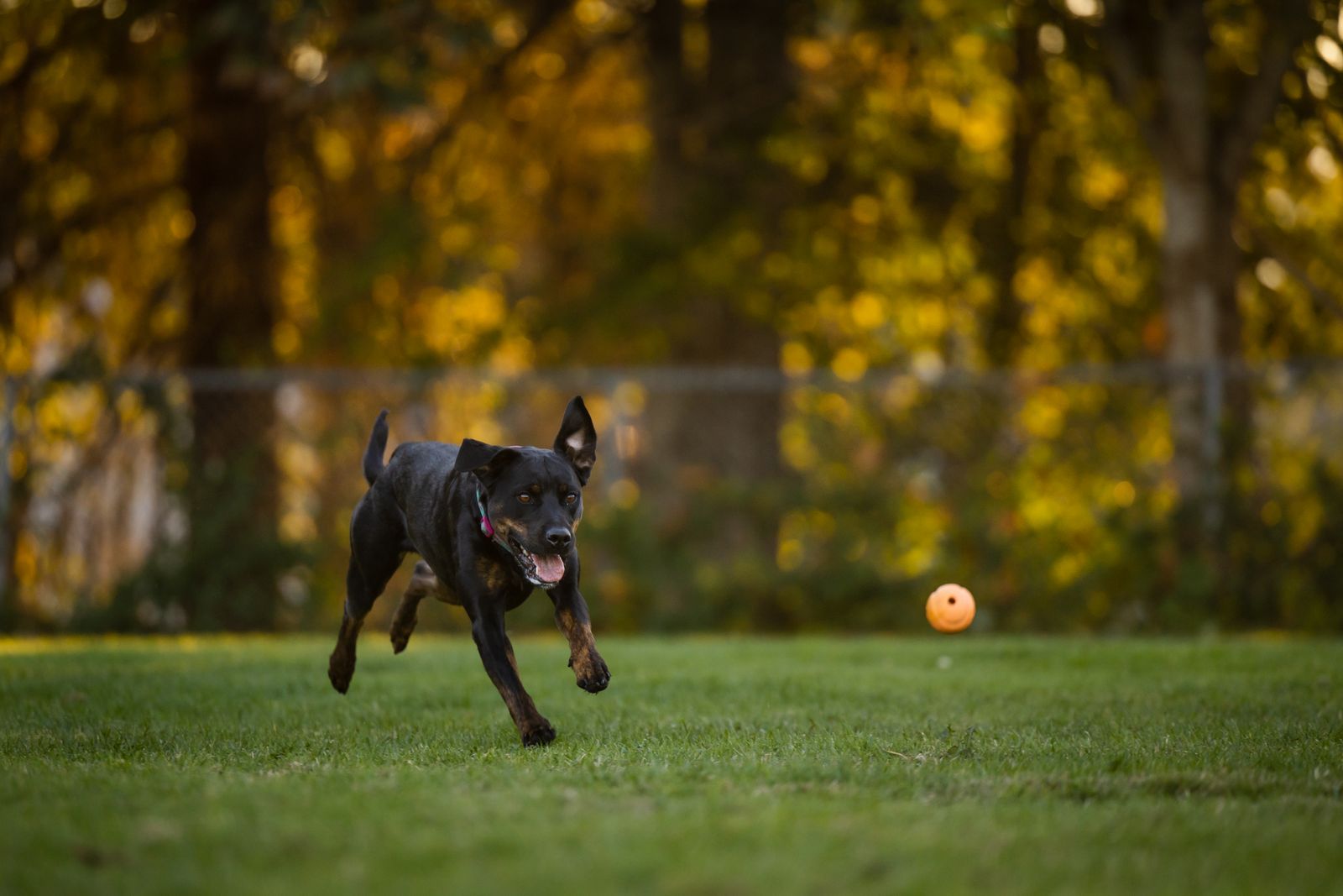 Rottweiler springer över gräset efter en boll i eftermiddagssol
