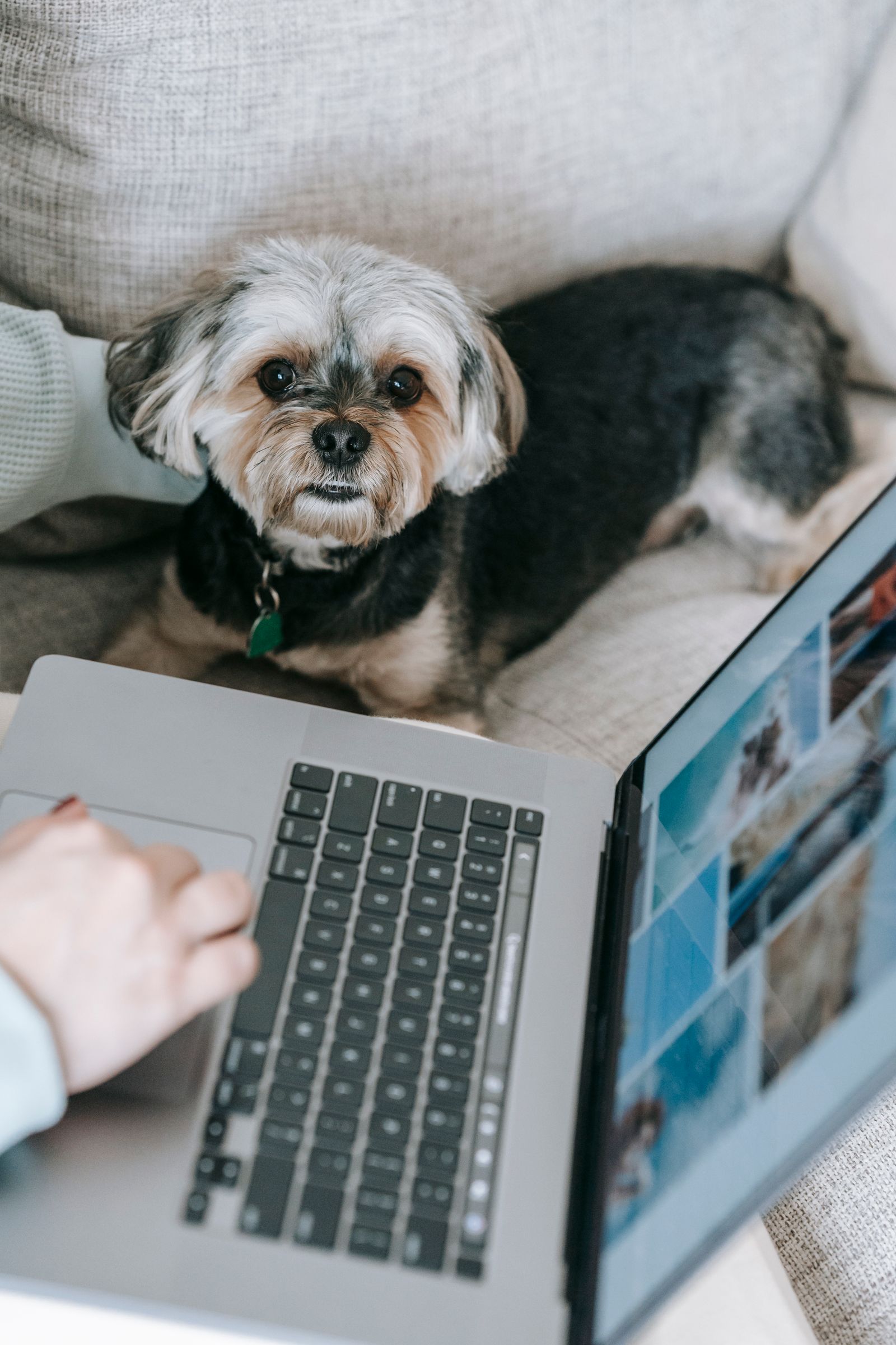 Yorkshireterrier ligger i soffan bredvid en person som jämför hundförsäkringar på datorn