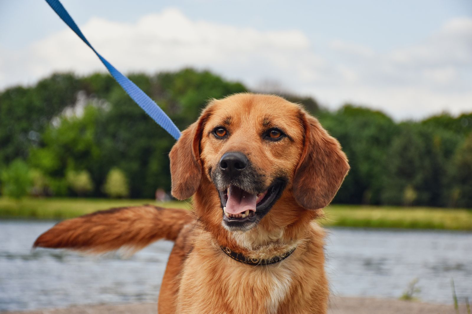 Glad brun hund i koppel framför skog och sjö en solig dag