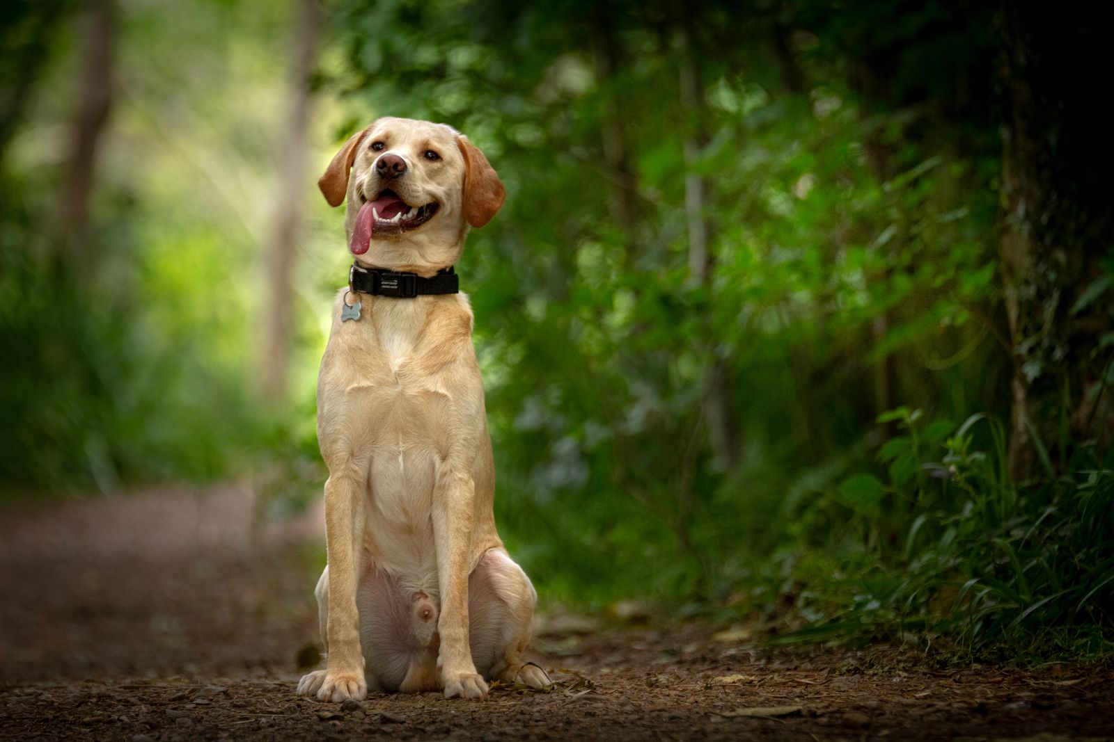Labrador retriever sitter i en grön skog