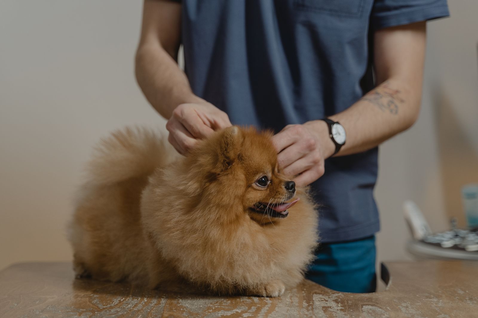 Brun pomeranianvalp hålls upp under en undersökning hos veterinären