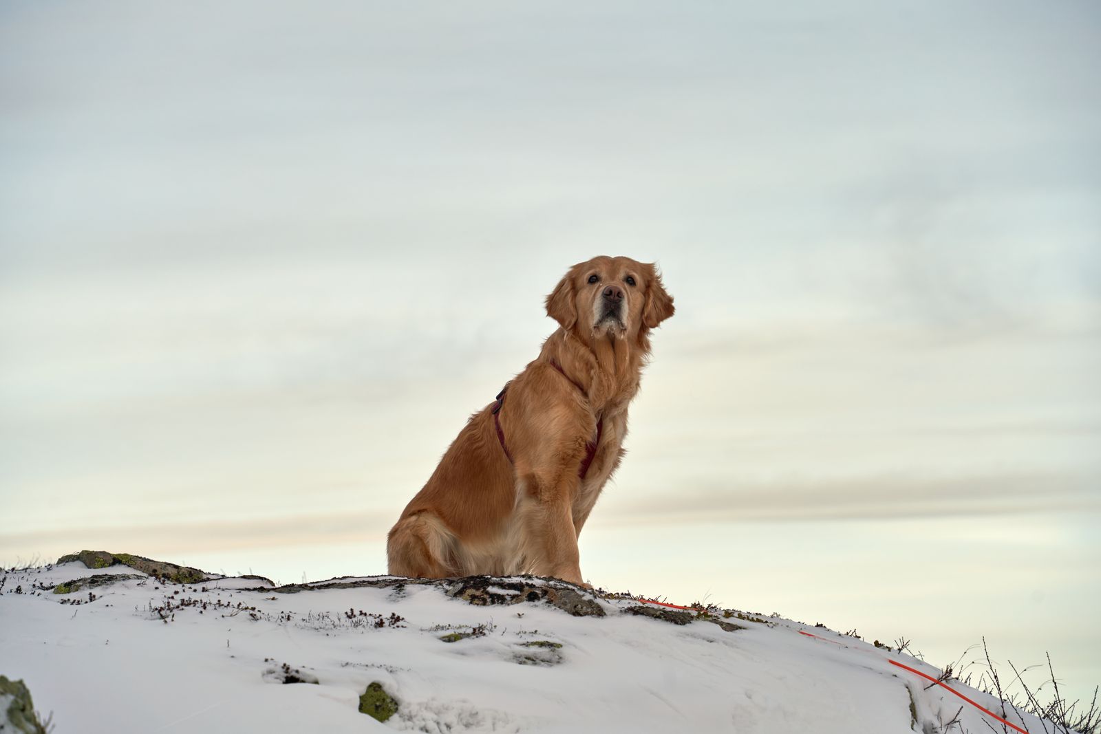 Golden retriever på en snöig höjd under blå himmel i Flå i Norge
