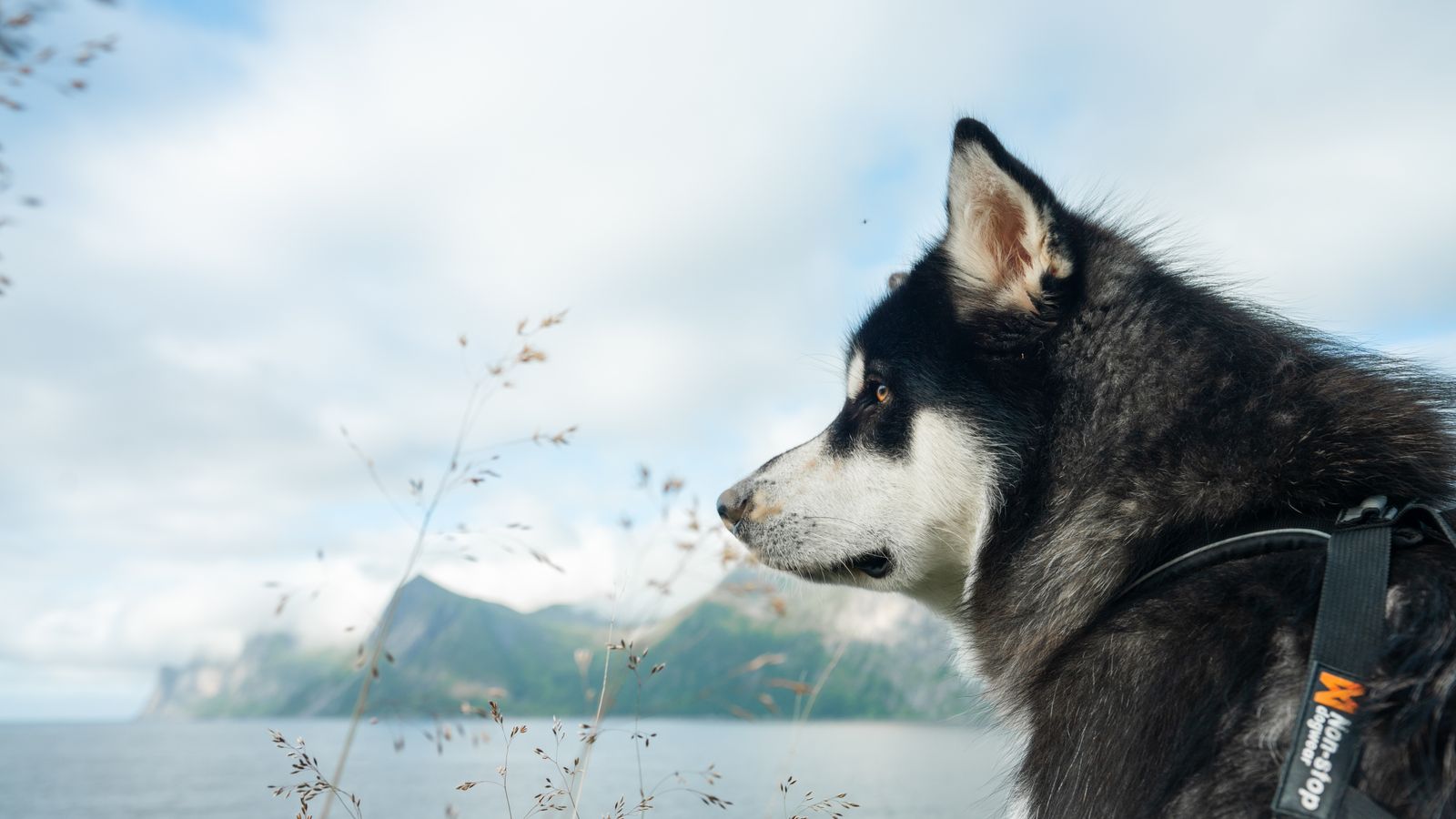 Siberian husky blickar ut över en fjord i Troms og Finnmark i Norge
