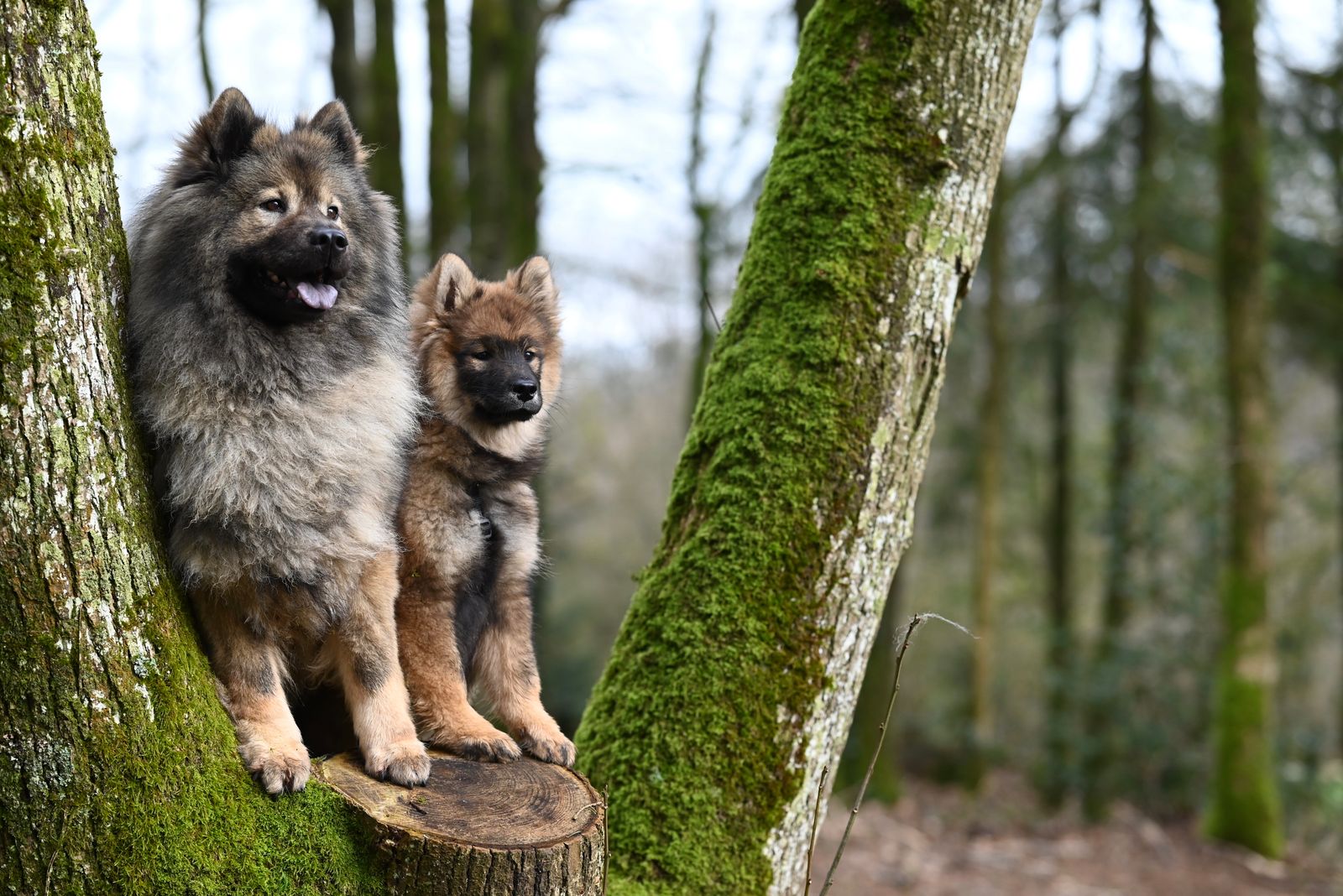 Två eurasier sitter tillsammans på en stubbe i en mossig skog