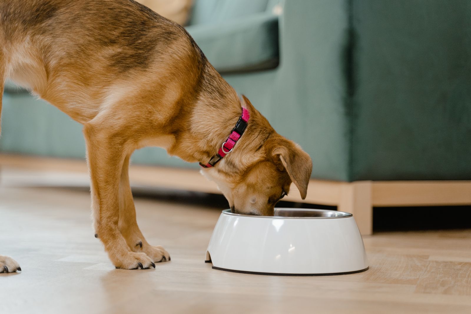 Brun hund med rosa halsband äter ur en vit matskål hemma