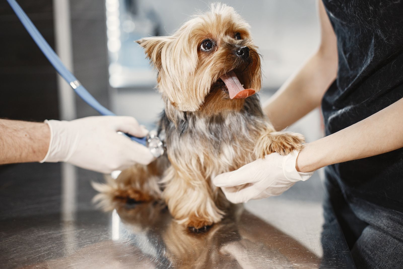 Yorkshireterrier undersöks av veterinär på en klinik