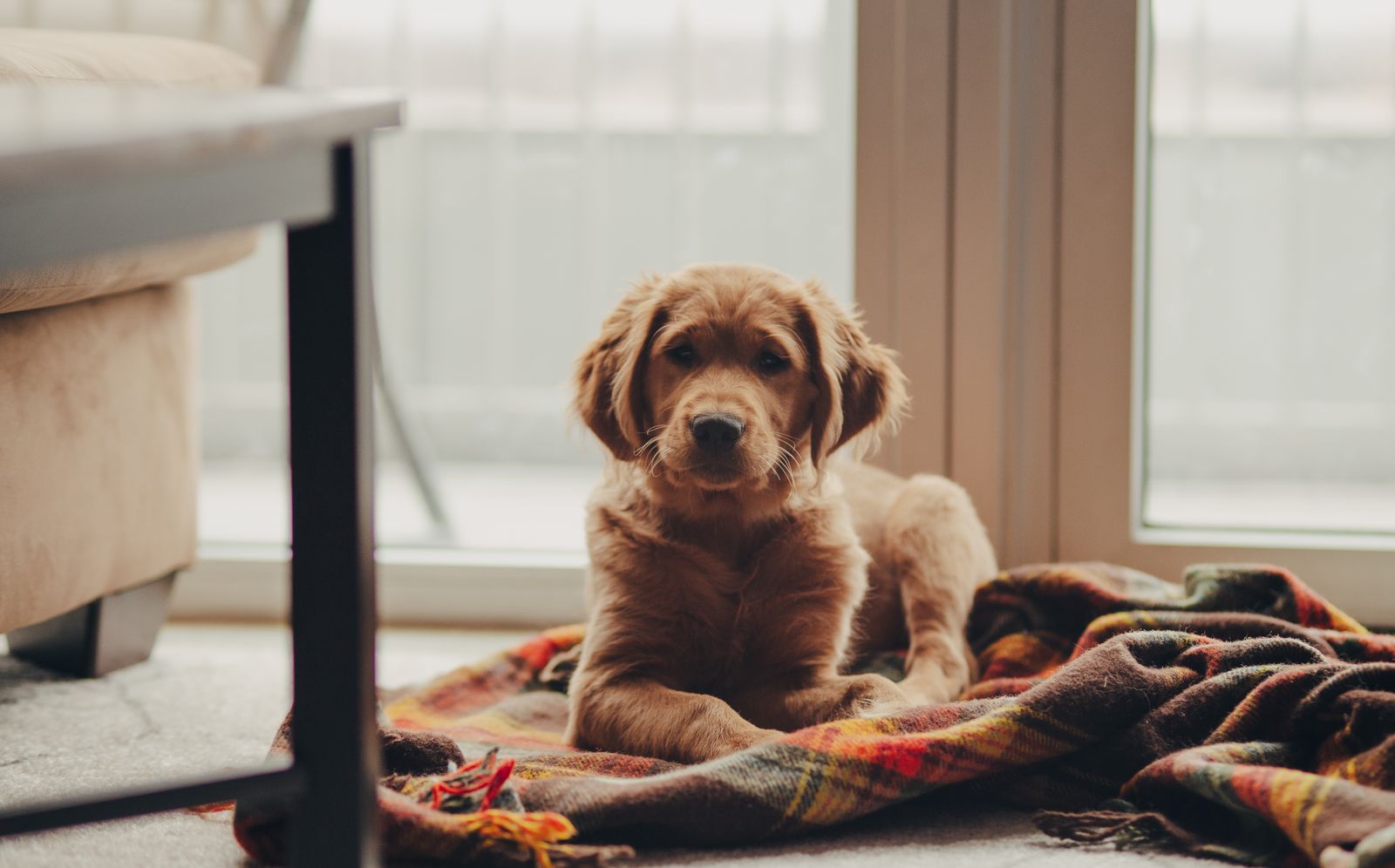 Golden retriever-valp vilar på en filt vid ett fönster
