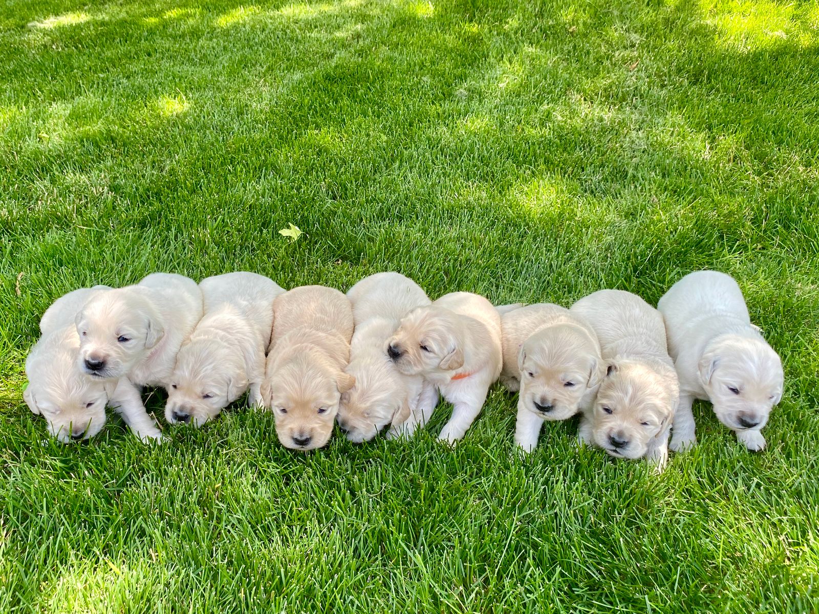 Flera golden retriever-valpar ligger tillsammans på en gräsmatta