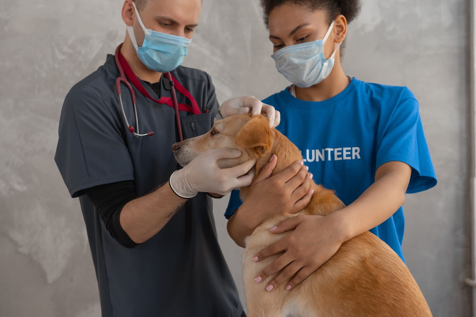 Veterinär och djursjukskötare undersöker en korthårig brun hund på klinik